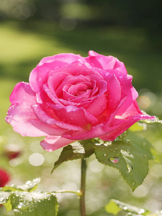 Rose 'Duftrausch' nach dem Regen - CALVENDO Foto-Puzzle'