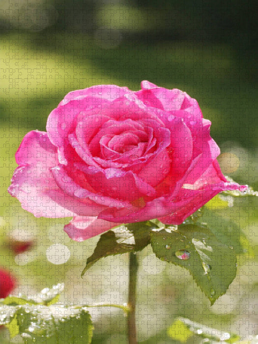 Rose 'Duftrausch' nach dem Regen - CALVENDO Foto-Puzzle'