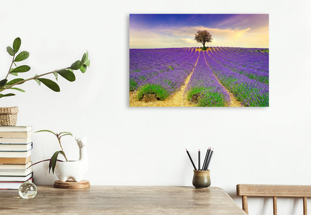 Premium Textil-Leinwand Premium Textil-Leinwand 90 cm x 60 cm quer Ein Motiv aus dem Kalender Traum-Ziele - Lavendel der Provence, Frankreich