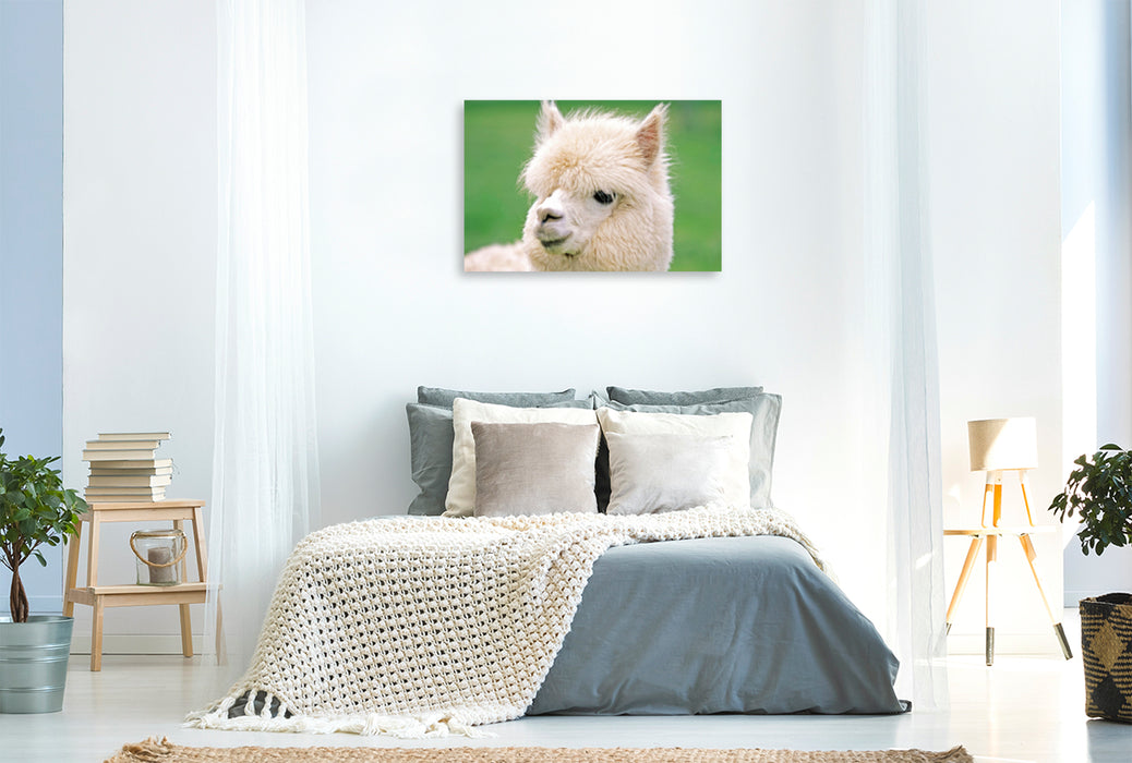Premium textile canvas Premium textile canvas 120 cm x 80 cm landscape Alpaca: fluffy and soft - Why isn't anyone advertising me? 