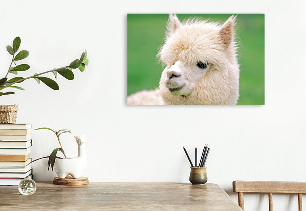 Premium textile canvas Premium textile canvas 120 cm x 80 cm landscape Alpaca: fluffy and soft - Why isn't anyone advertising me? 