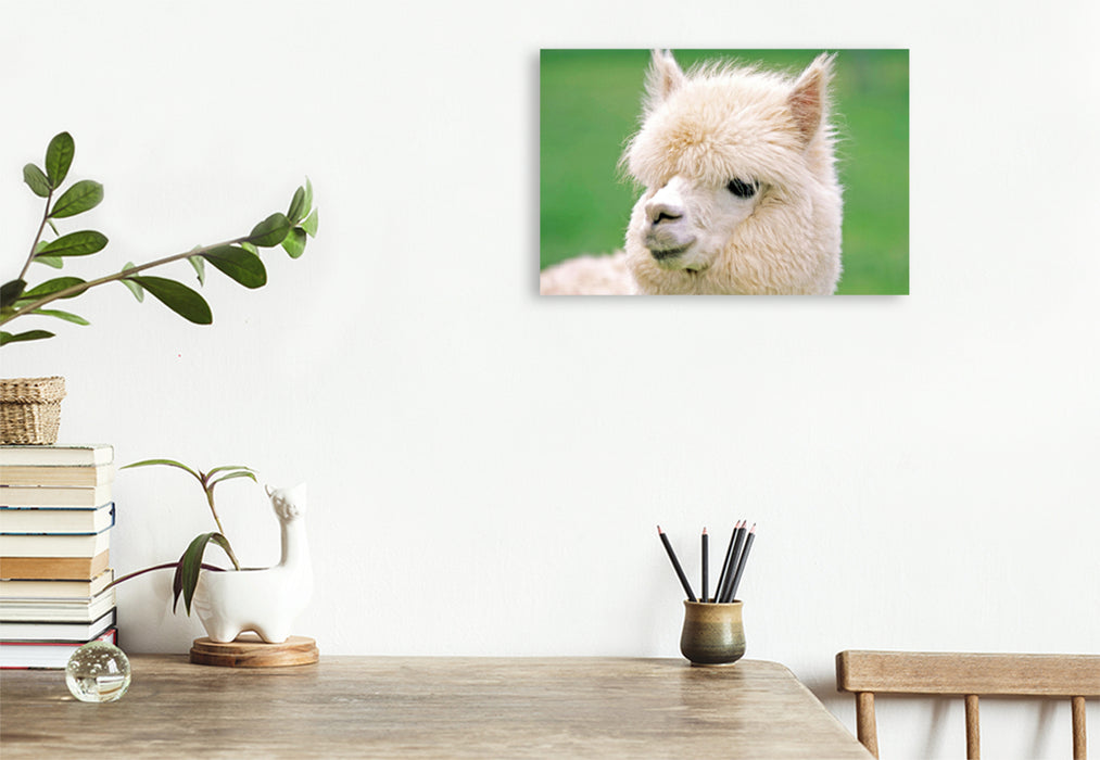 Premium textile canvas Premium textile canvas 120 cm x 80 cm landscape Alpaca: fluffy and soft - Why isn't anyone advertising me? 