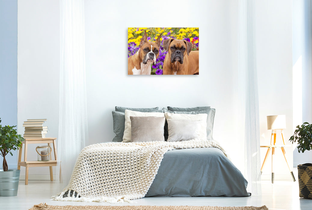 Premium textile canvas Premium textile canvas 120 cm x 80 cm landscape Two dogs of the Boxer breed look attentively. 