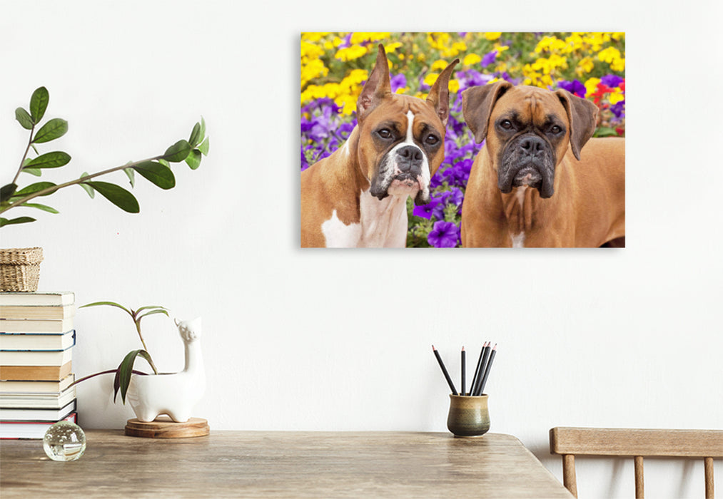 Toile textile haut de gamme Toile textile haut de gamme 120 cm x 80 cm paysage Deux chiens de la race Boxer regardent attentivement. 