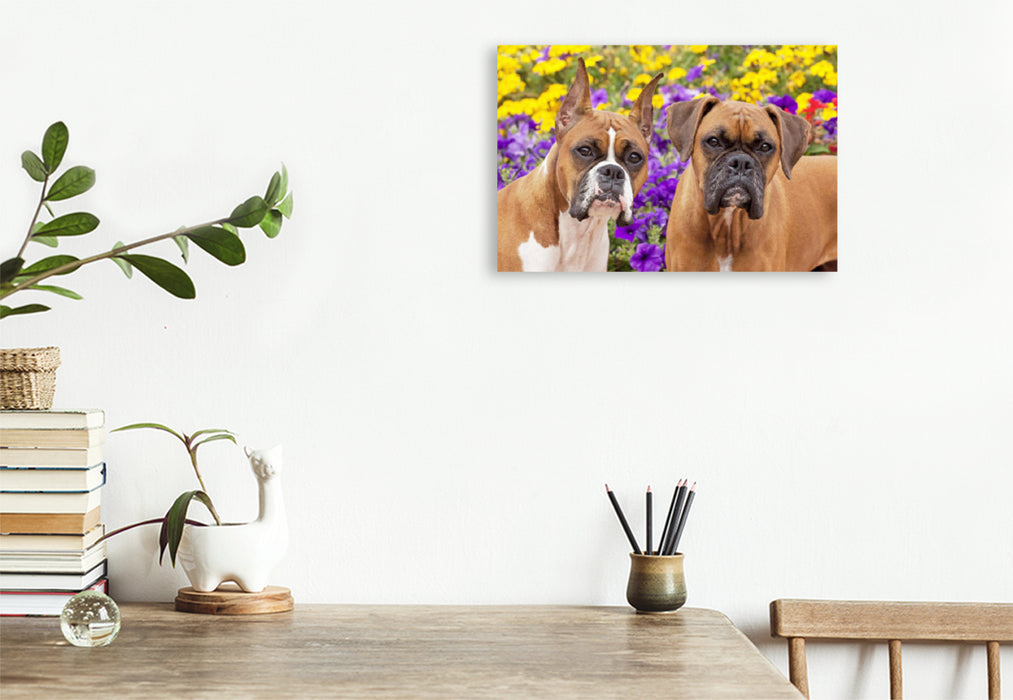 Premium textile canvas Premium textile canvas 120 cm x 80 cm landscape Two dogs of the Boxer breed look attentively. 