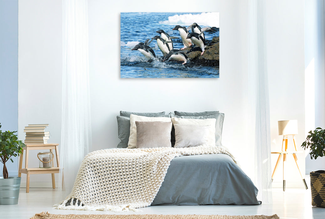 Premium Textil-Leinwand Premium Textil-Leinwand 120 cm x 80 cm quer Adelie Pinguine auf dem Sprung zu den Fischgründen.