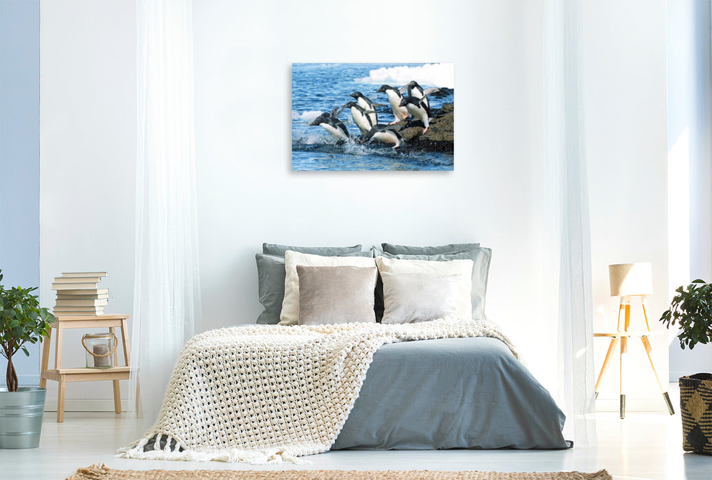 Premium Textil-Leinwand Premium Textil-Leinwand 120 cm x 80 cm quer Adelie Pinguine auf dem Sprung zu den Fischgründen.