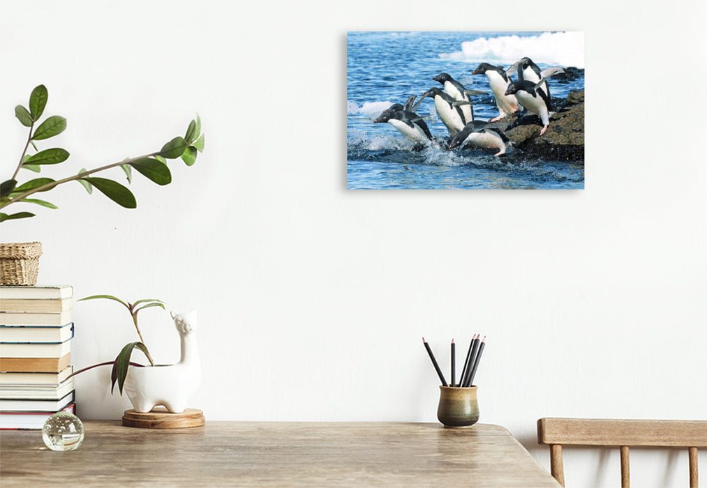 Premium Textil-Leinwand Premium Textil-Leinwand 120 cm x 80 cm quer Adelie Pinguine auf dem Sprung zu den Fischgründen.