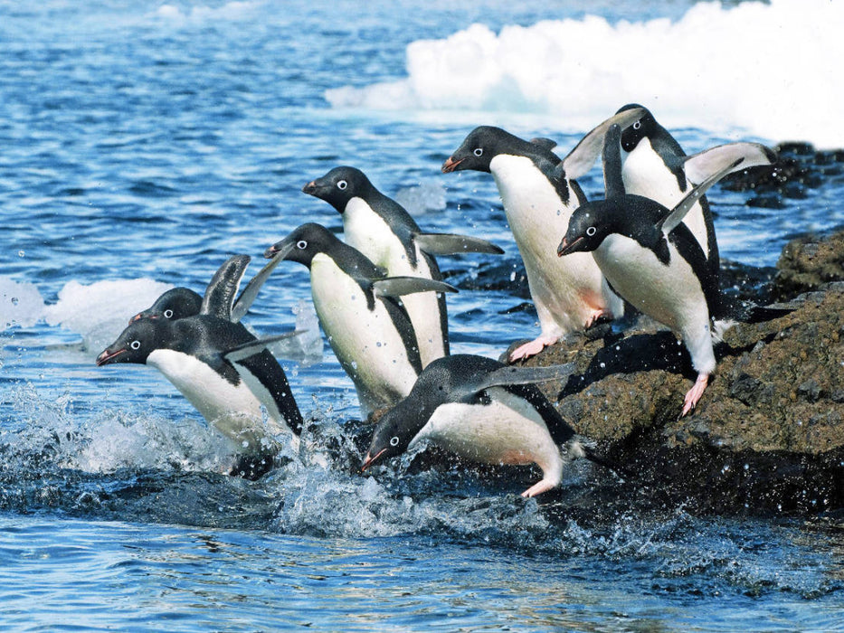 Adelie Pinguine auf dem Sprung zu den Fischgründen. - CALVENDO Foto-Puzzle'