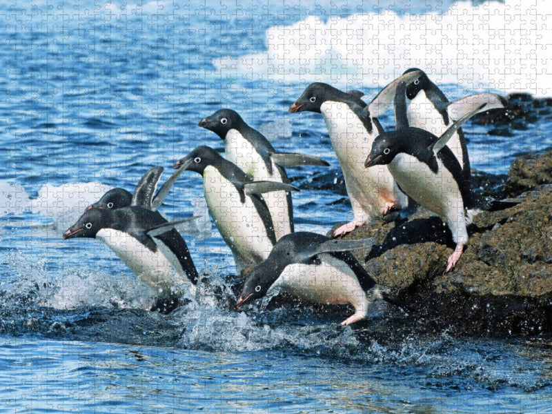 Adelie Pinguine auf dem Sprung zu den Fischgründen. - CALVENDO Foto-Puzzle'