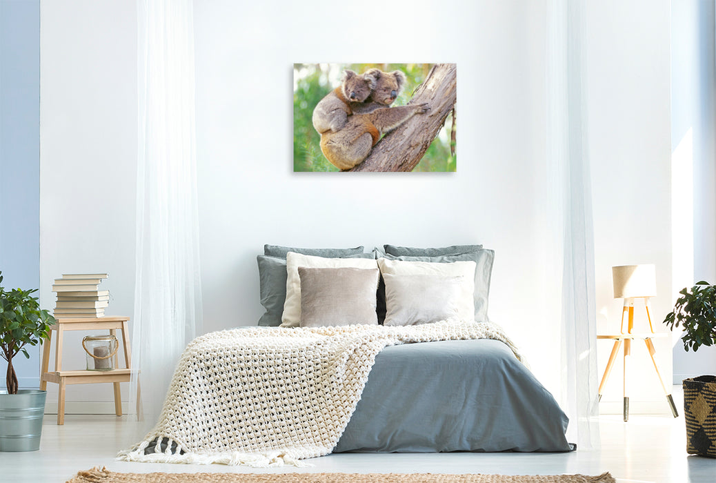 Premium textile canvas Premium textile canvas 120 cm x 80 cm landscape Koala mother climbs with young animal on her back 