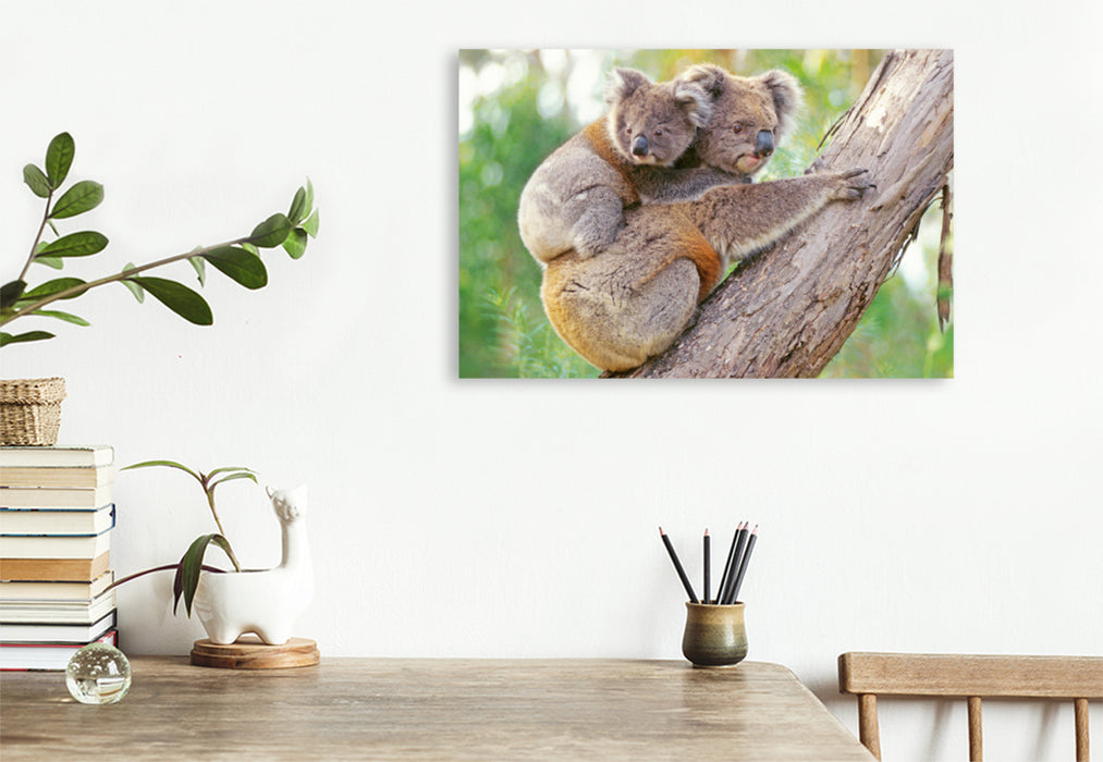 Toile textile premium Toile textile premium 120 cm x 80 cm paysage Mère koala grimpe avec un jeune animal sur le dos 