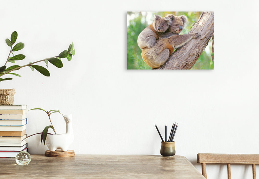 Premium textile canvas Premium textile canvas 120 cm x 80 cm landscape Koala mother climbs with young animal on her back 