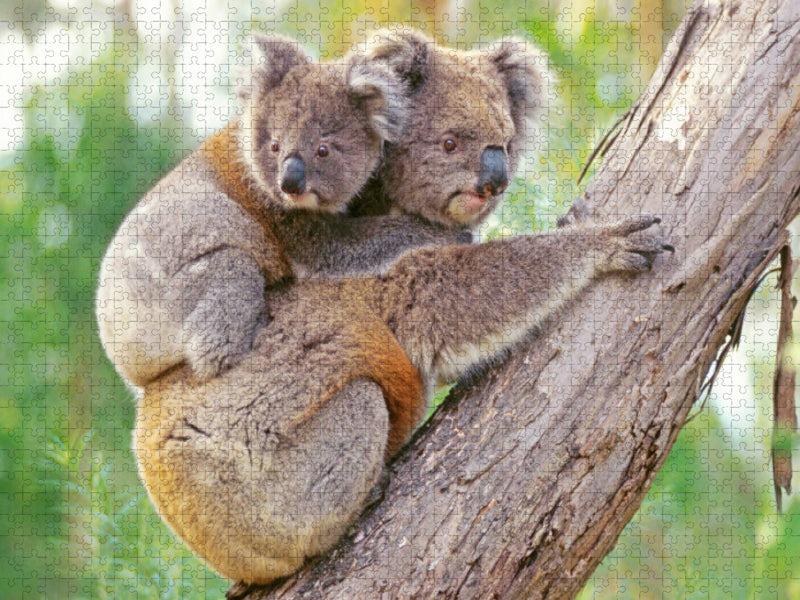 Koala-Mutter klettert mit Jungtier auf dem Rücken - CALVENDO Foto-Puzzle'