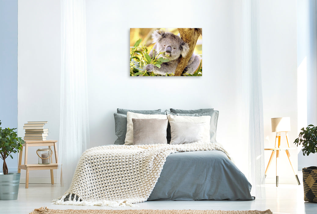 Premium Textil-Leinwand Premium Textil-Leinwand 120 cm x 80 cm quer Koala kaut genüßlich auf einem Blatt