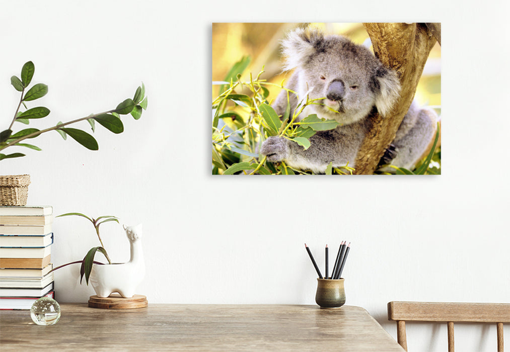 Toile textile premium Toile textile premium 120 cm x 80 cm paysage Koala mâche joyeusement une feuille 