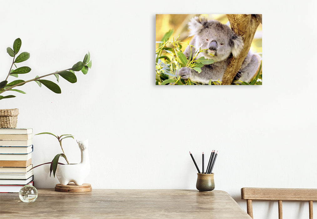 Premium Textil-Leinwand Premium Textil-Leinwand 120 cm x 80 cm quer Koala kaut genüßlich auf einem Blatt