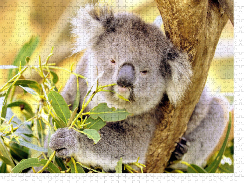 Koala kaut genüßlich auf einem Blatt - CALVENDO Foto-Puzzle'