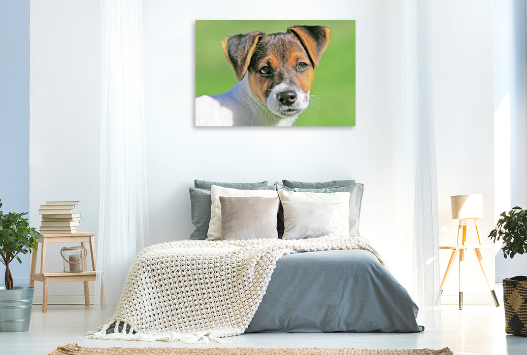 Premium Textil-Leinwand Premium Textil-Leinwand 120 cm x 80 cm quer Jack Russell Terrier Welpe schaut aufmerksam.