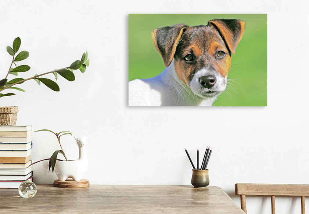 Premium Textil-Leinwand Premium Textil-Leinwand 120 cm x 80 cm quer Jack Russell Terrier Welpe schaut aufmerksam.