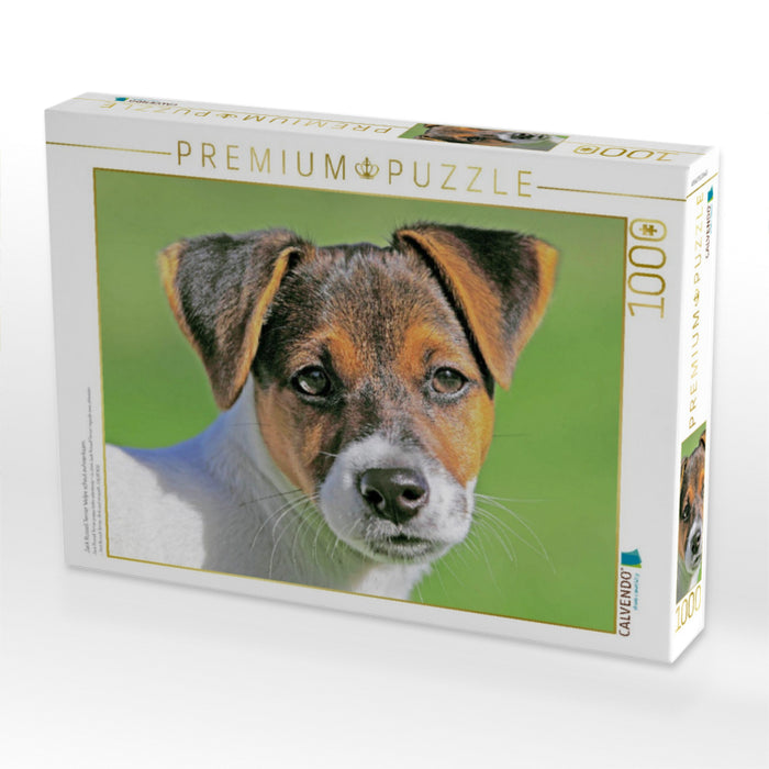 Jack Russell Terrier Welpe schaut aufmerksam. - CALVENDO Foto-Puzzle'
