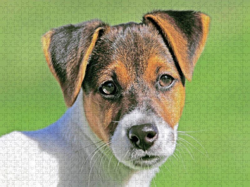Jack Russell Terrier Welpe schaut aufmerksam. - CALVENDO Foto-Puzzle'