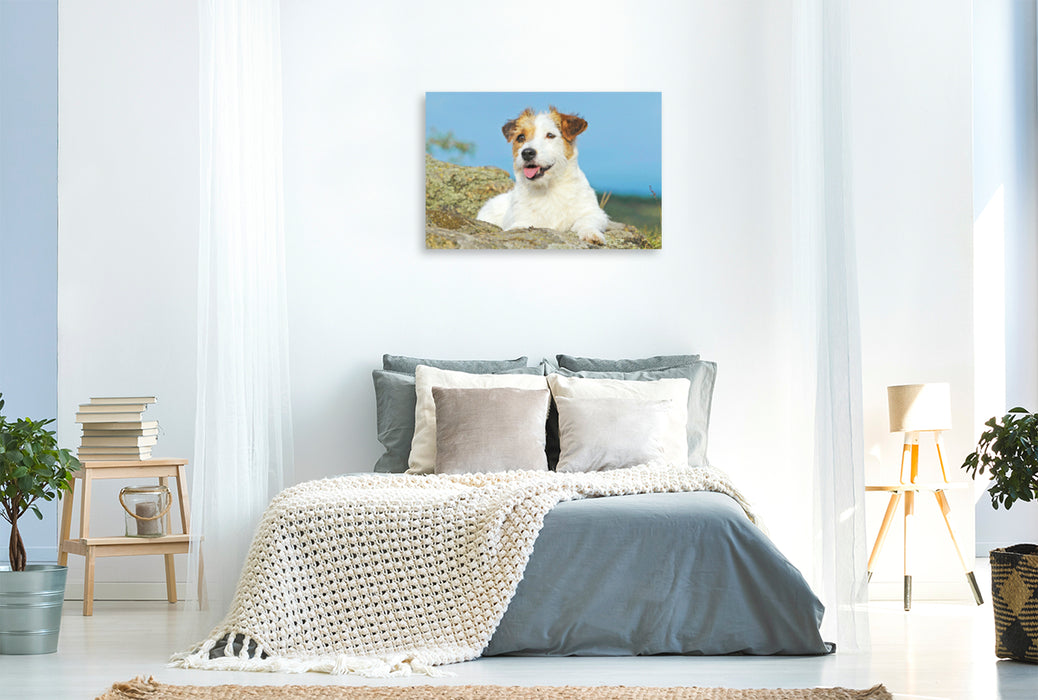 Premium textile canvas Premium textile canvas 120 cm x 80 cm landscape Jack Russell Terrier taking a breather on a rock. 