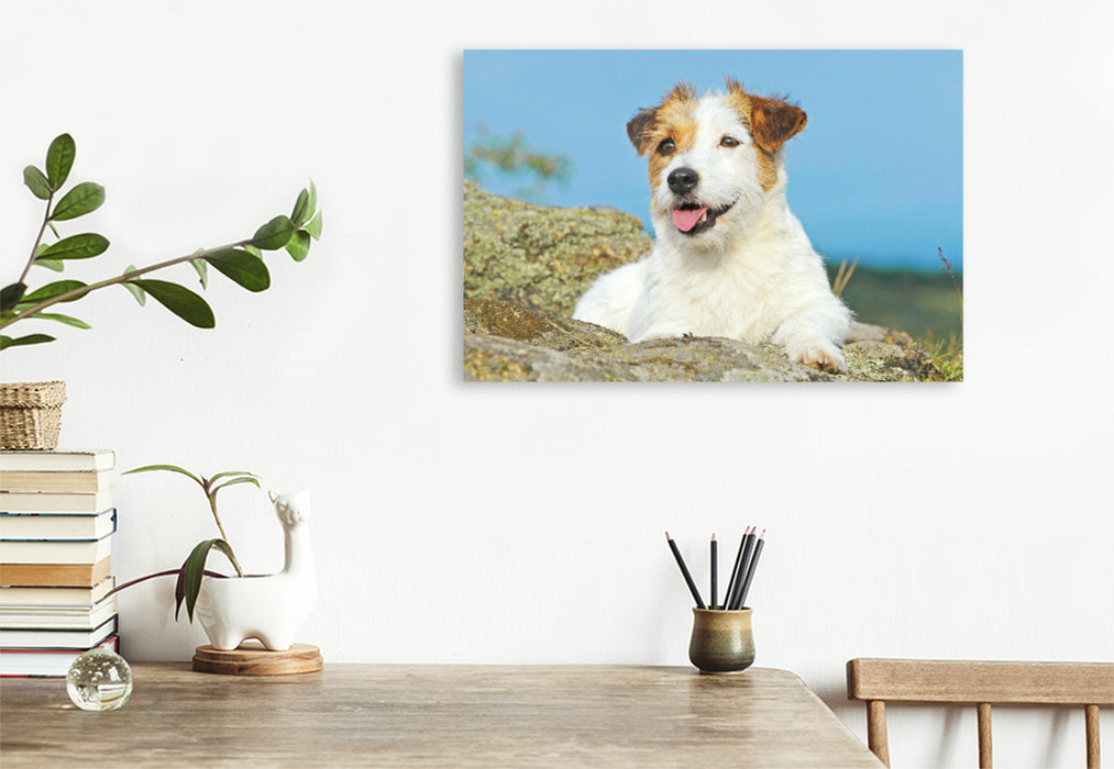 Toile textile premium Toile textile premium 120 cm x 80 cm paysage Jack Russell Terrier prenant une pause sur un rocher. 