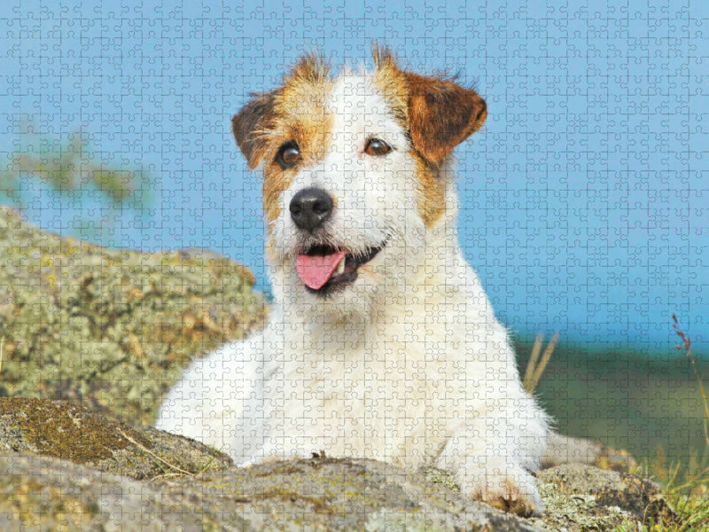 Jack Russell Terrier verschnauft auf einem Felsen. - CALVENDO Foto-Puzzle'