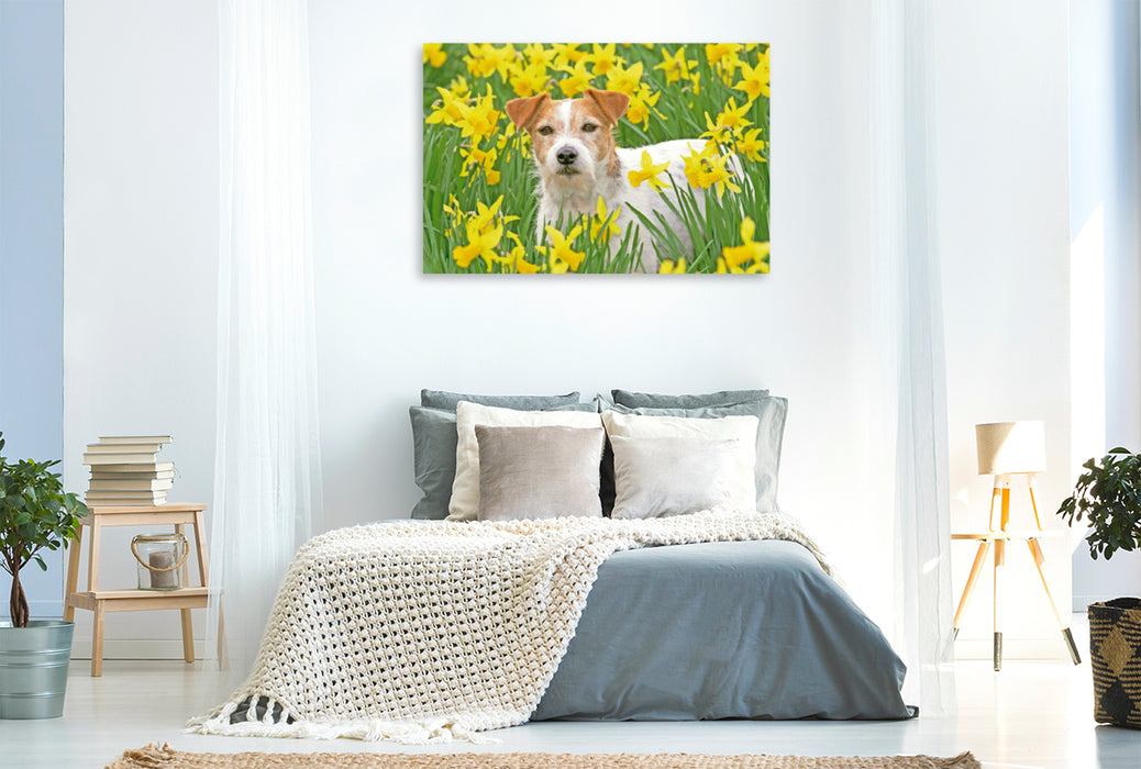 Premium Textil-Leinwand Premium Textil-Leinwand 120 cm x 80 cm quer Jack Russell Terrier in einem Feld voll gelber, blühender Narzissen.