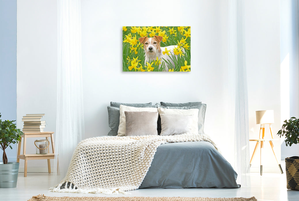 Premium Textil-Leinwand Premium Textil-Leinwand 120 cm x 80 cm quer Jack Russell Terrier in einem Feld voll gelber, blühender Narzissen.