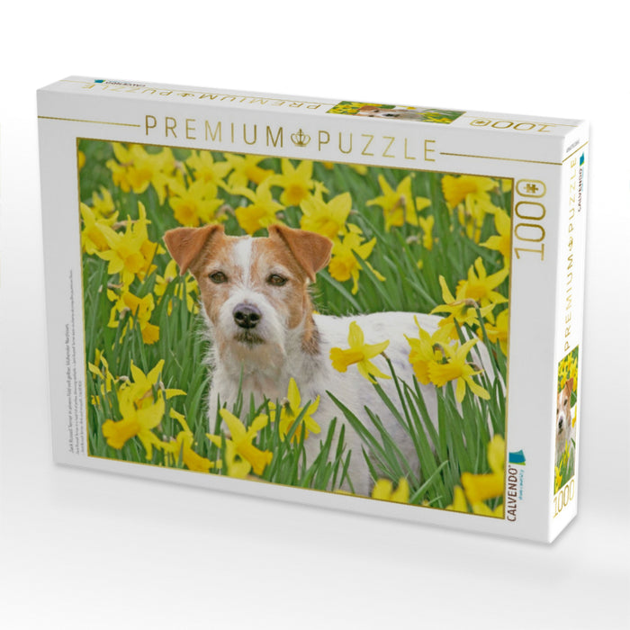 Jack Russell Terrier in einem Feld voll gelber, blühender Narzissen. - CALVENDO Foto-Puzzle'