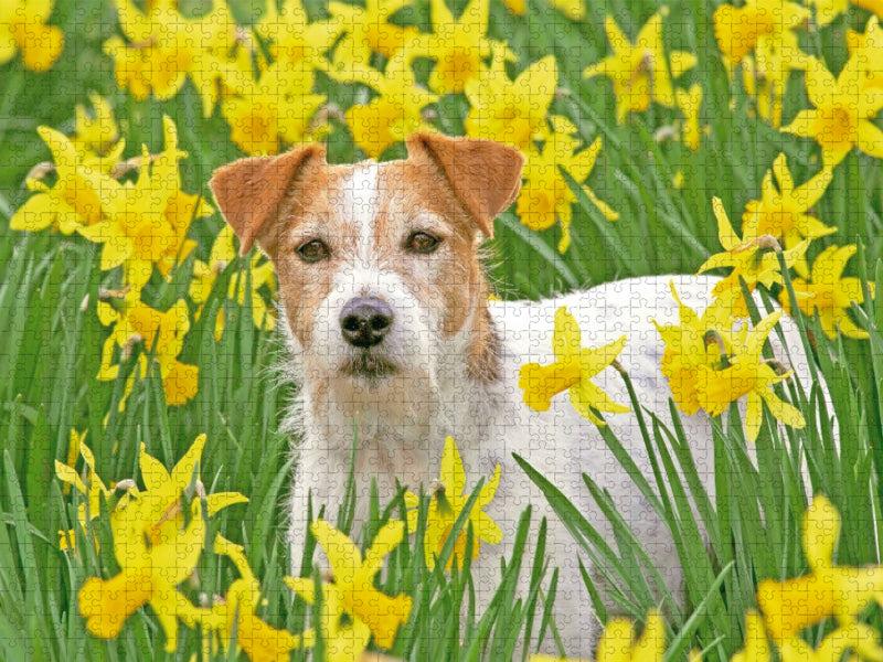 Jack Russell Terrier in einem Feld voll gelber, blühender Narzissen. - CALVENDO Foto-Puzzle'