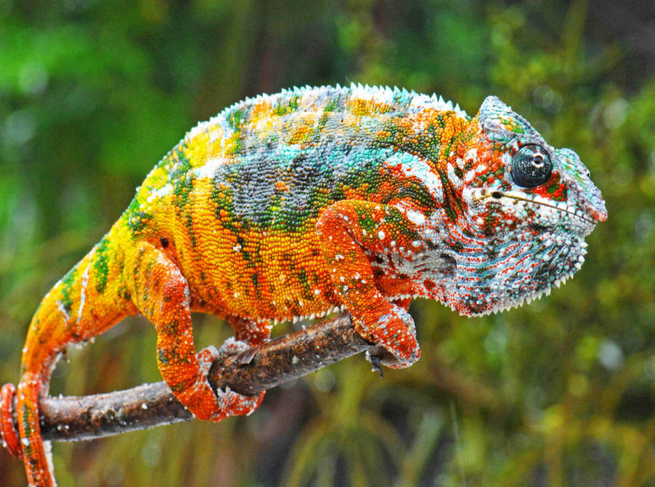 Panther-Chamäleon in allen leuchtenden Farben des Regenbogens. - CALVENDO Foto-Puzzle'