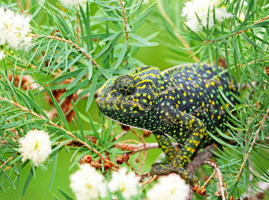 Europäisches Chamäleon sitzt getarnt in einem Busch. - CALVENDO Foto-Puzzle'
