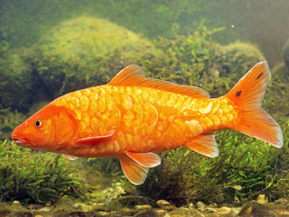 Koi Brokatkarpfen mit spiegelnden Schuppen. 1000 Teile Puzzle quer - CALVENDO Foto-Puzzle'