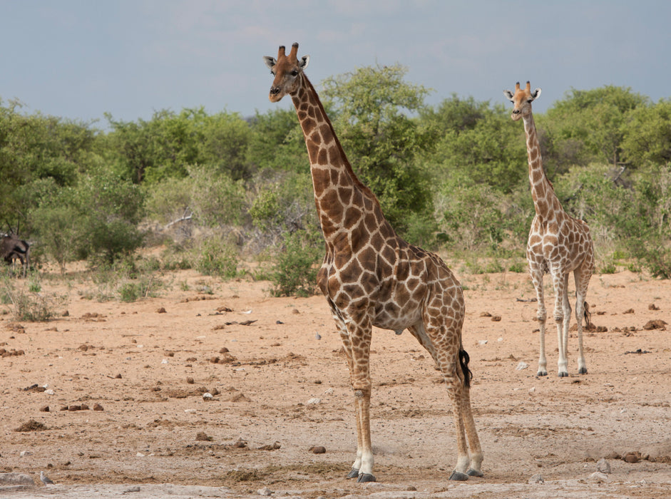 Giraffen im Etosha Nationalpark 2000 Teile Puzzle quer - CALVENDO Foto-Puzzle'