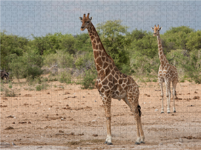 Giraffen im Etosha Nationalpark 2000 Teile Puzzle quer - CALVENDO Foto-Puzzle'