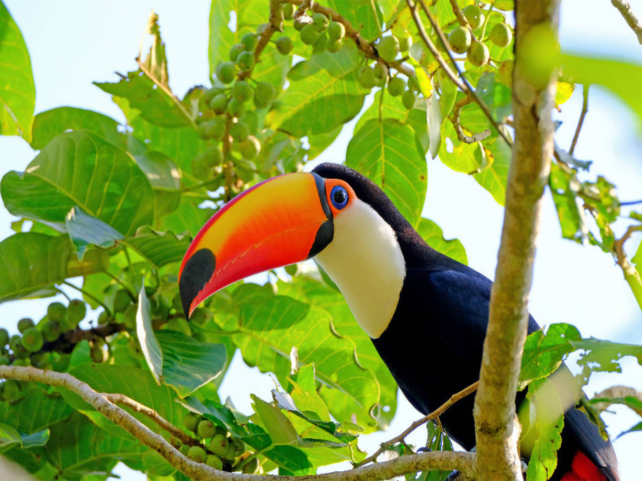 Riesentukan (Ramphastos Toco) - CALVENDO Foto-Puzzle'