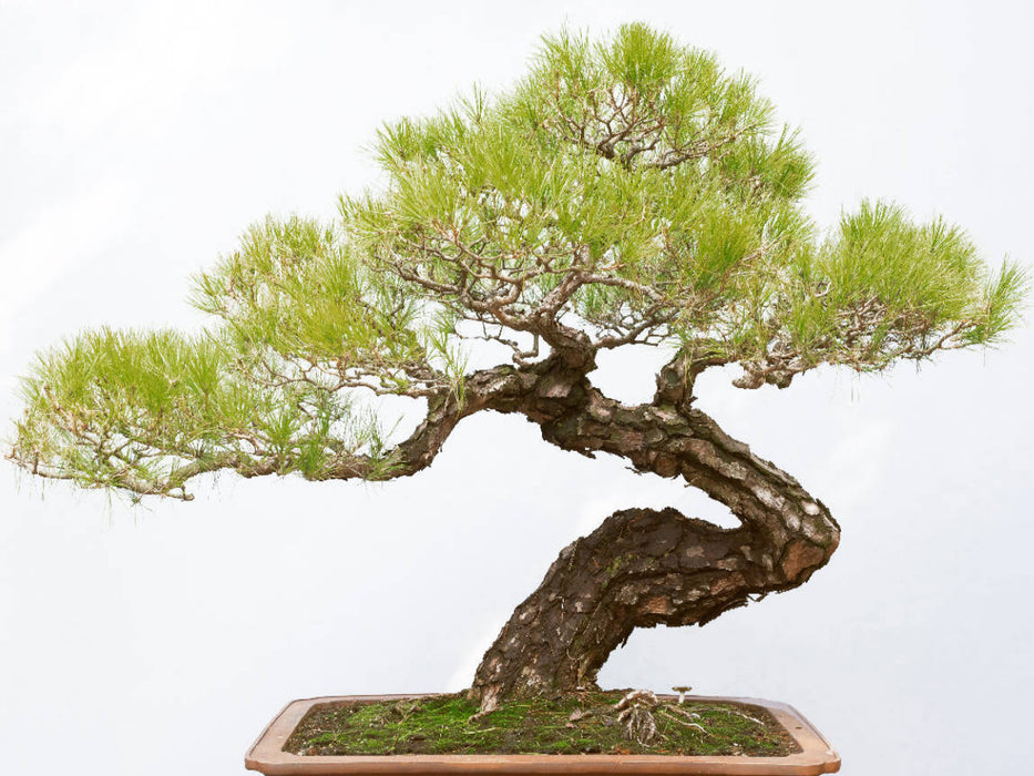 Prächtiger Bonsai Baum, Sichuan Provinz, China. - CALVENDO Foto-Puzzle'