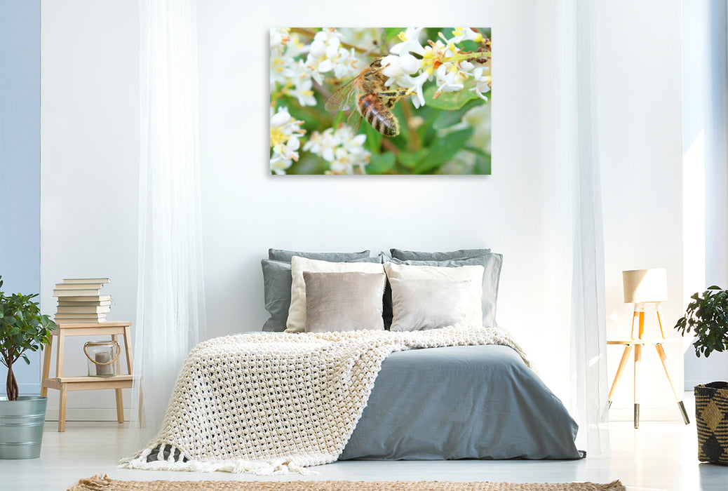 Premium Textil-Leinwand Premium Textil-Leinwand 120 cm x 80 cm quer Honig-Biene ist über und über mit Blütenstaub bedeckt.