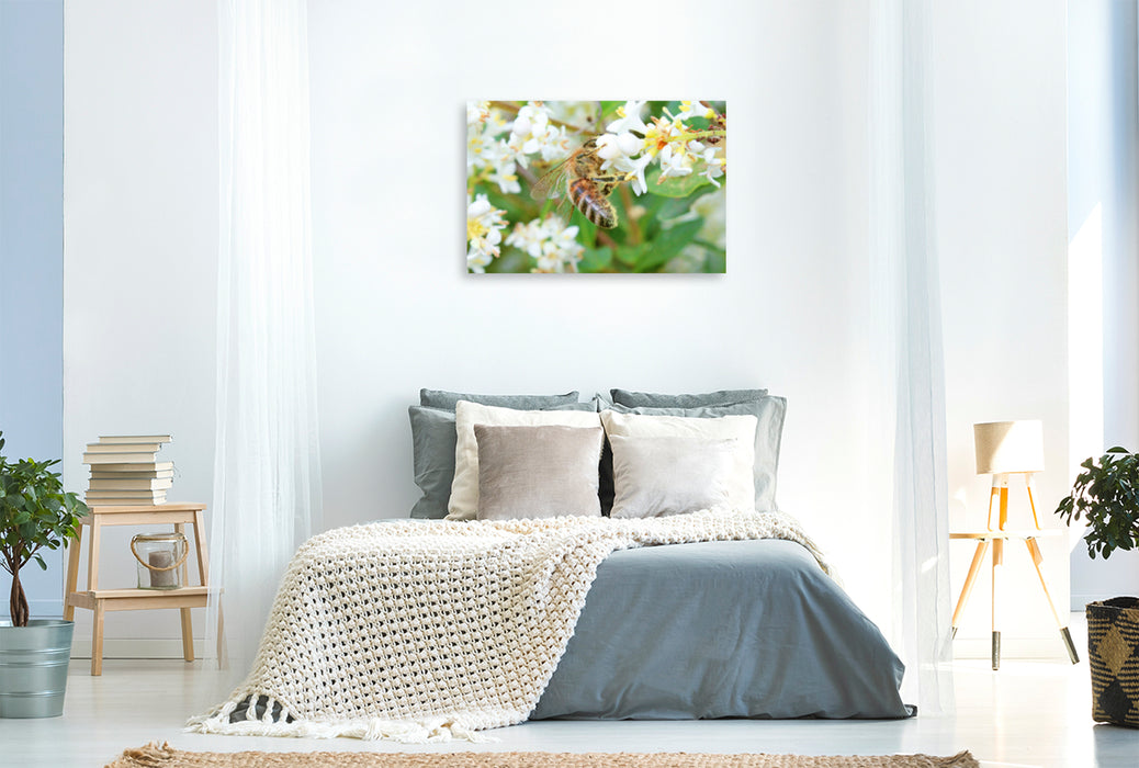 Premium Textil-Leinwand Premium Textil-Leinwand 120 cm x 80 cm quer Honig-Biene ist über und über mit Blütenstaub bedeckt.