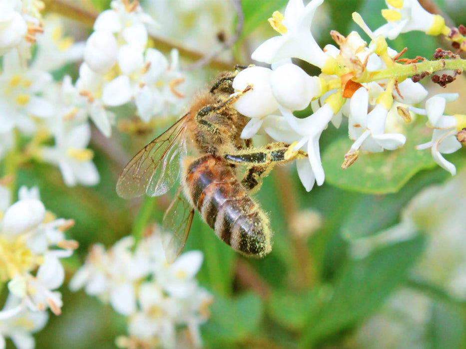 Honig-Biene ist über und über mit Blütenstaub bedeckt. - CALVENDO Foto-Puzzle'