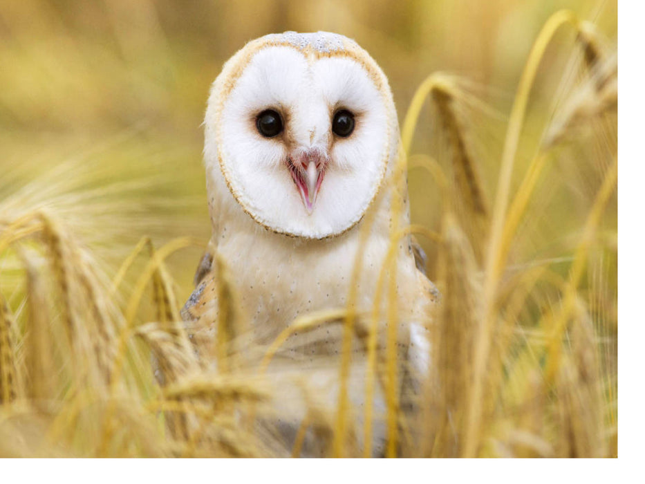 Eulen: Schleiereule in einem Feld auf Mäusejagd. - CALVENDO Foto-Puzzle'