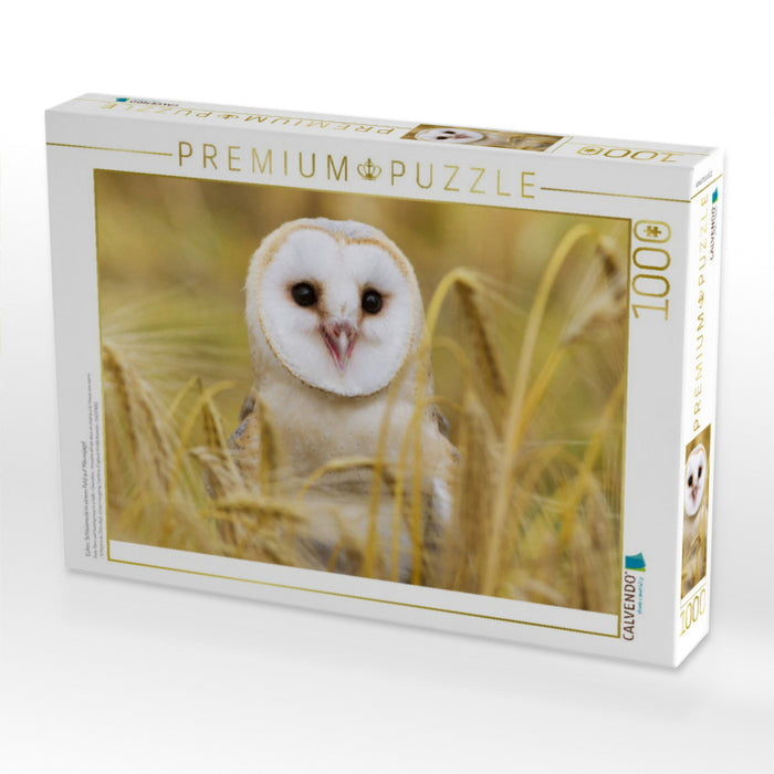 Eulen: Schleiereule in einem Feld auf Mäusejagd. - CALVENDO Foto-Puzzle'