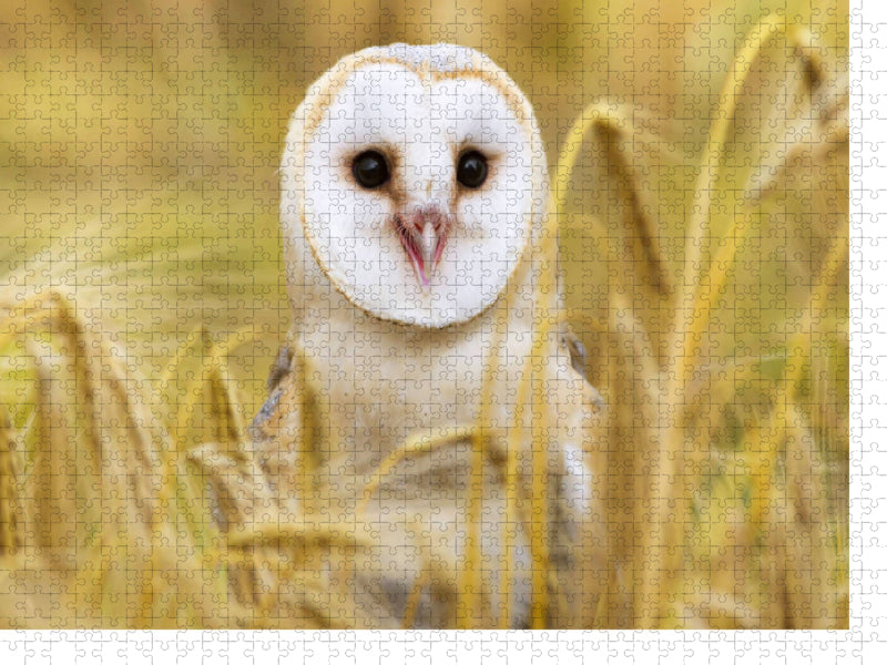 Eulen: Schleiereule in einem Feld auf Mäusejagd. - CALVENDO Foto-Puzzle'