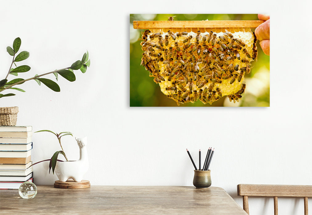 Premium Textil-Leinwand Premium Textil-Leinwand 120 cm x 80 cm quer Imker zeigt eine seiner Bienenwaben mit vielen Honigbienen.