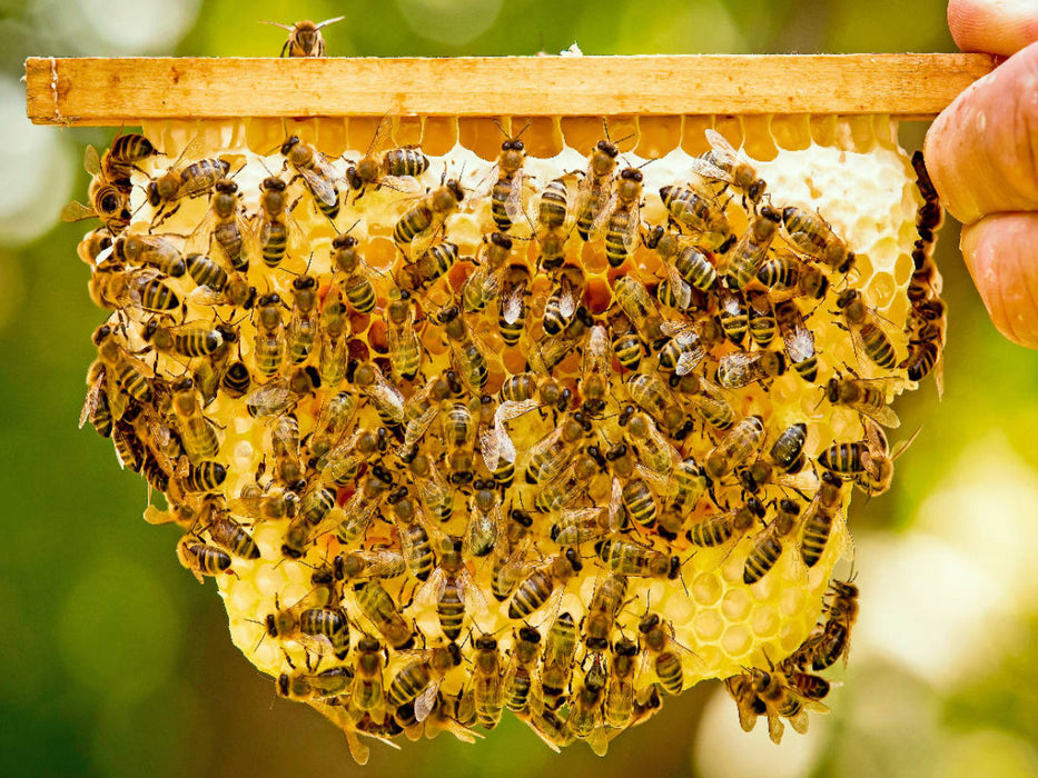 Imker zeigt eine seiner Bienenwaben mit vielen Honigbienen. - CALVENDO Foto-Puzzle'