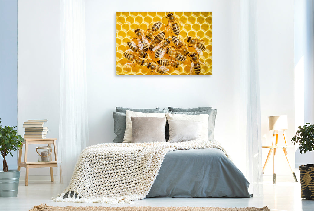 Premium Textil-Leinwand Premium Textil-Leinwand 120 cm x 80 cm quer Honigbienen auf einer frisch aufgebauten Wabe.