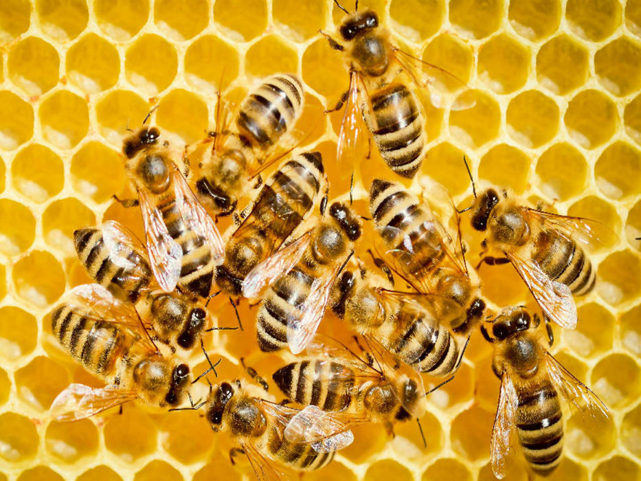 Honigbienen auf einer frisch aufgebauten Wabe. - CALVENDO Foto-Puzzle'